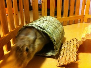 ウサギ用トンネル